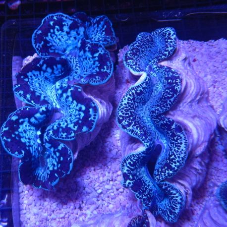 Tridacna Maxima bleu 5-7 cm 
