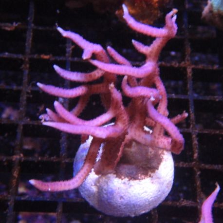 Bouture Seriatopra Histrix Rose  (4-5 cm)