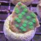 Bouture Echinopora lamellosa vert à polypes vert fluo 29,00 €