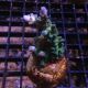 Bouture Acropora vert à pointes mauves  12,00 €