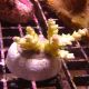Bouture Acropora Tenuis jaune 25,00 €