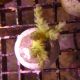 Bouture Acropora Tenuis jaune 25,00 €