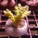 Bouture Acropora Tenuis jaune 25,00 €