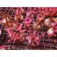 Bouture Seriatopra Histrix Rose  (4-5 cm)