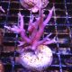 Bouture Seriatopra Histrix Rose  (4-5 cm)