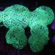 Euphyllia ancora vert fluo  10 cm