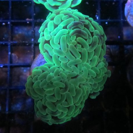 Euphyllia ancora vert fluo  10 cm