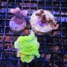 Lot de 3 boutures de Montipora différentes