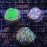 Lot de 3 boutures LPS Favites-Favia