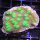 Bouture Echinopora lamellosa vert à polypes vert fluo 29,00 €