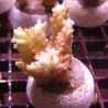 Bouture Acropora Strawberry "Short Cake" 3-4 cm
