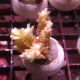 Bouture Acropora Strawberry "Short Cake" 3-4 cm