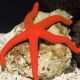 Echinaster luzonicus - étoiles rouges 8-10 cm 31,50 €