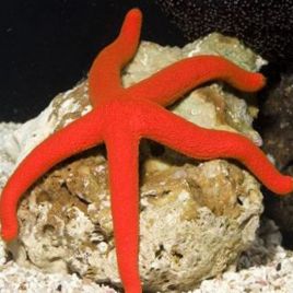 Echinaster luzonicus - étoiles rouges  7-10 cm