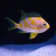 Odanthias borbonius 4-6 cm 297,50 €