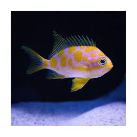 Odanthias borbonius 5-6 cm