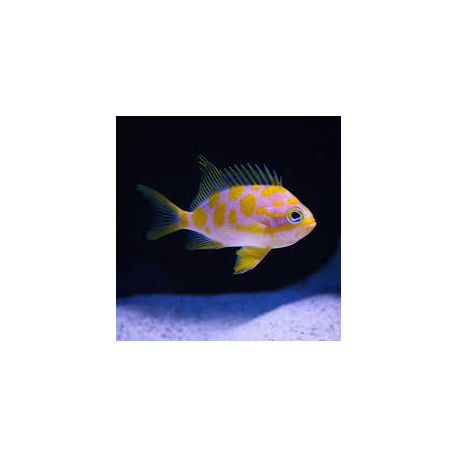 Odanthias borbonius 5-6 cm
