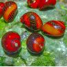 Vittina Waigiensis lot de 10
