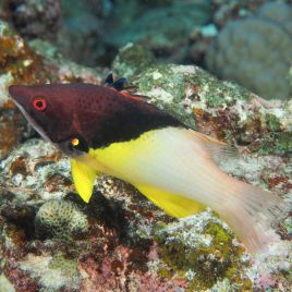 Bodianus mesothorax : 5 à 8 cm  