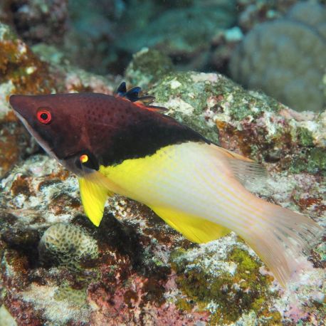 Bodianus mesothorax : 5 à 8 cm  