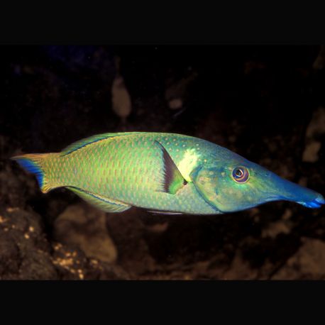 Gomphosus varius mâle : 9-12 cm  