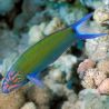 Thalassoma lunare : 5 à 8 cm  