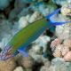 Thalassoma lunare : 8 à 12 cm 37,50 €