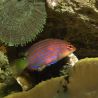 Pseudocheilinus hexataenia : 2 à 3 cm