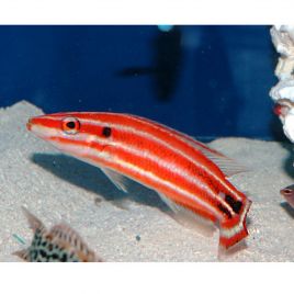 Bodianus sepiacaudus 7-8 cm