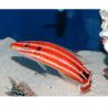 Bodianus sepiacaudus 4-7 cm