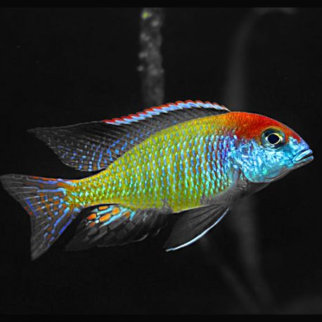 Lethrinops Orange cap 5-6cm  