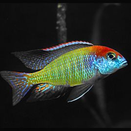 Lethrinops Orange Red-cap 5-6cm lot de 2 