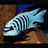 Maylandia sp - Pseudotropheus Maison reef 5-6 cm
