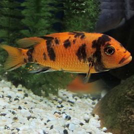 Maylandia Estherae - Pseudotropheus Estherae OB 4-5cm