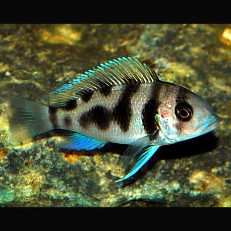 Cyphotilapia Frontosa Black widow 3-4cm 27,50 €