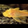 Ancistrus dorés  3-4cm