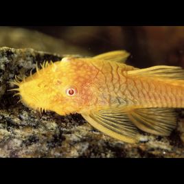 Ancystrus dorés lot de 2
