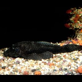 Ancistrus Hoplogenys - mangeur d'algues 4-6cm
