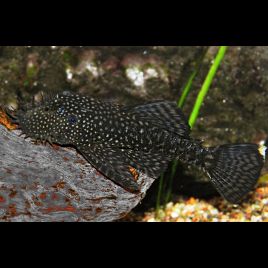 Ancistrus Leucostictus mangeur d'algues 2-3cm        4,50 €