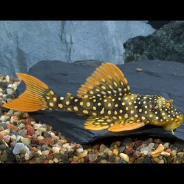 Scobinancistrus Aureatus L-014 - Sunshine pleco 6-8 cm 89,50 €