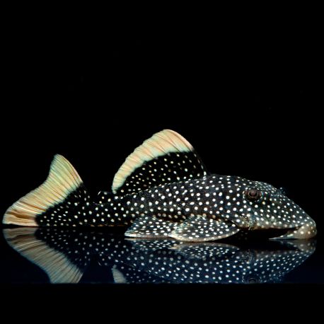 Baryancistrus Xanthellus sp L-081 Gold Nugget 2-3cm 32,50 €