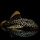Baryancistrus xanthellus sp L-018 - Golden Nugget 6-8cm 49,50 €