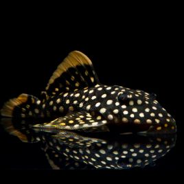 Baryancistrus xanthellus sp L-018 - Golden Nugget 6-8cm 49,50 €