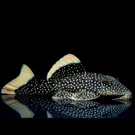 Baryancistrus XAnthellus sp L-081 - Golden Nugget 8-10 cm le lot de 2