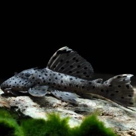 Leporacanthicus joselimae L-264 - Tapajos Sultan Pleco 3-4cm 