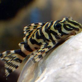 Peckoltia Compta L134 - Imperial Tiger 6-8 cm