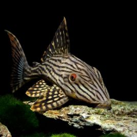 Panaque Nigrolineatus L190- Plecos royal 4-5 cm 