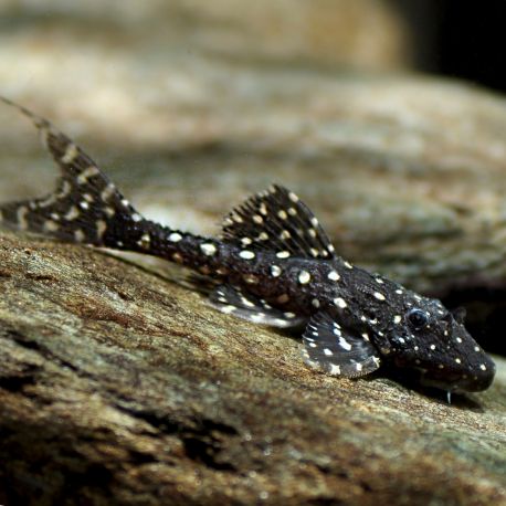 Acanthicus Adonis-L 155  5-7 cm 