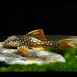 Scobiancistrus Aureatus L014 - Sunshine plécos 5-6 cm