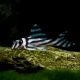 Hypancistrus Zebra élevage L-046 4-5 cm elevage 129,50 €